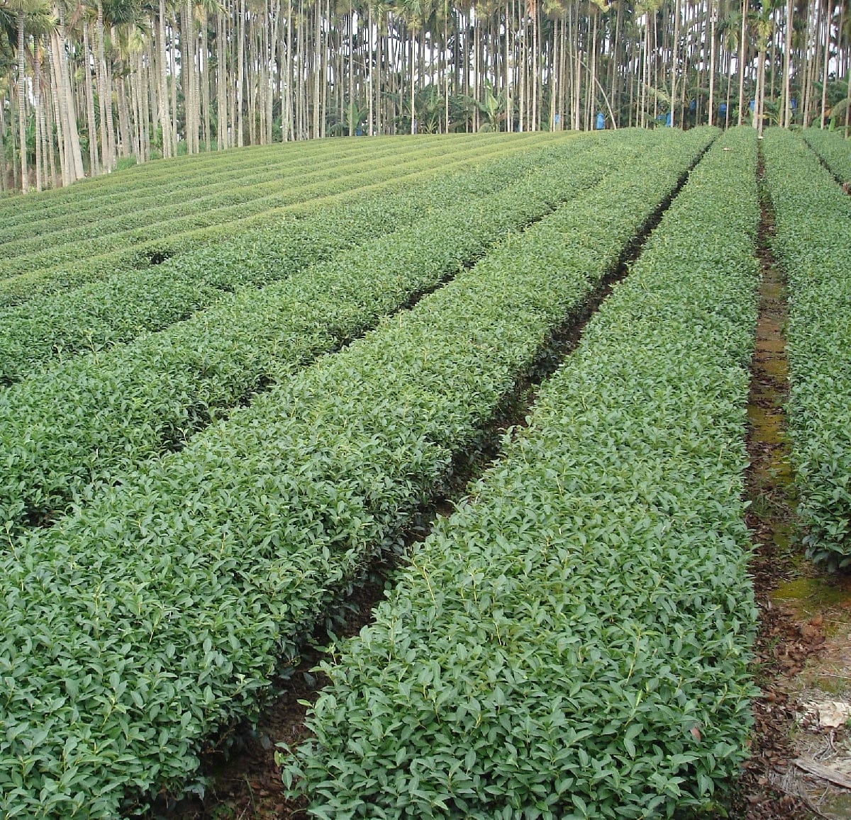 Milk Oolong Tea YA-LX6104-T
