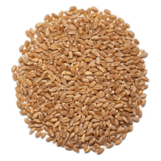 Close-up of 1000 Springs Mill Organic Hard Red Spring Wheat Berries as it comes out of the package