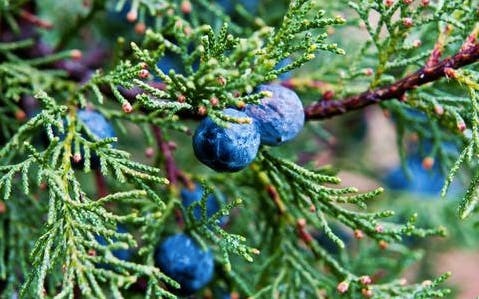 Juniper Berry Elixir