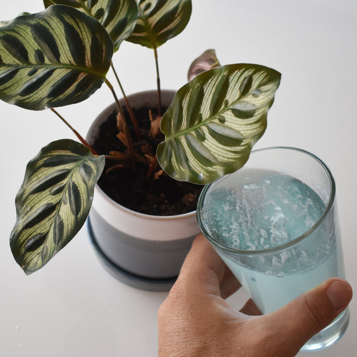 Fertilizante para plantas de interior y de interior