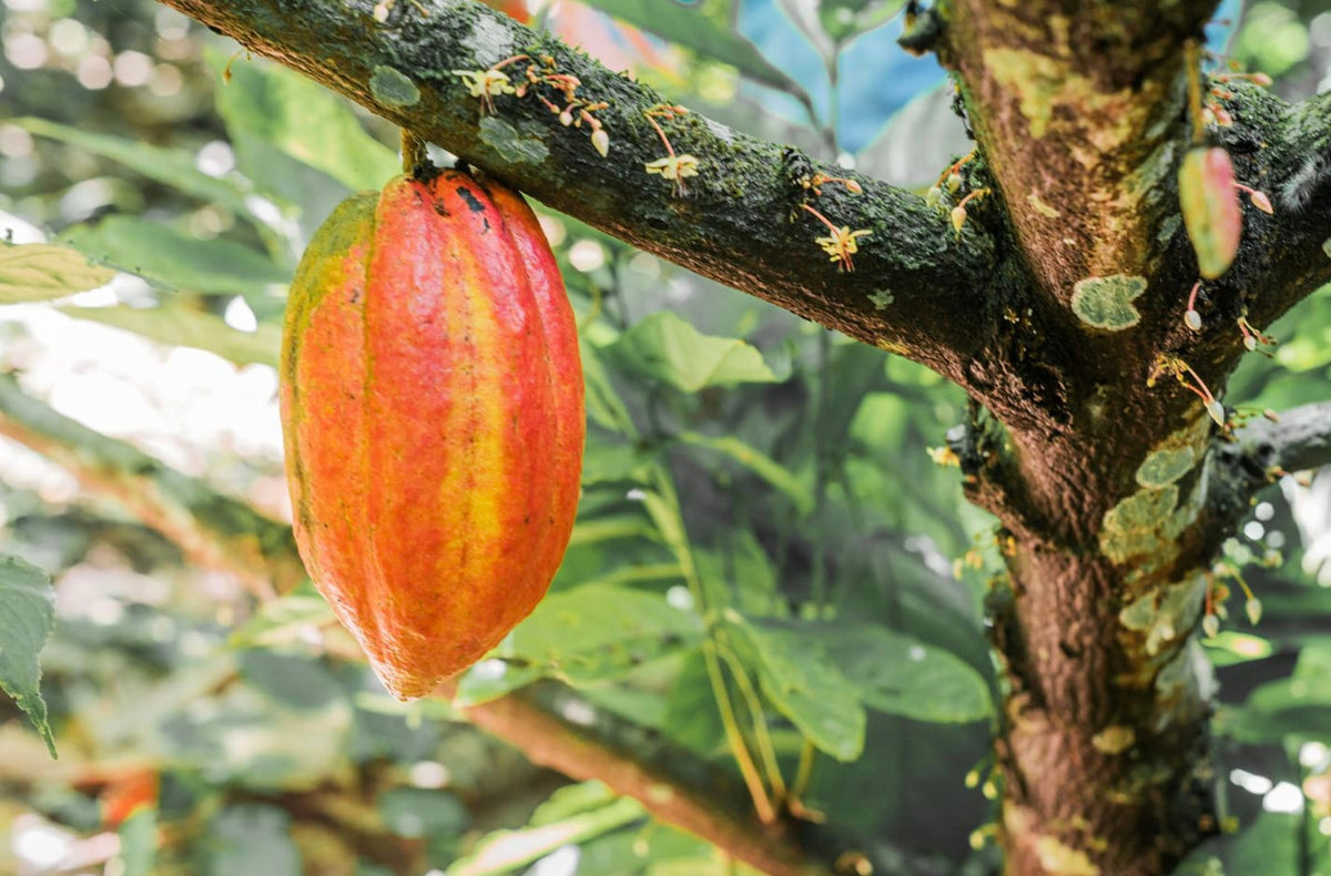 62% Cacao Sugar Free Bar, Kokoa Kamili Tanzania