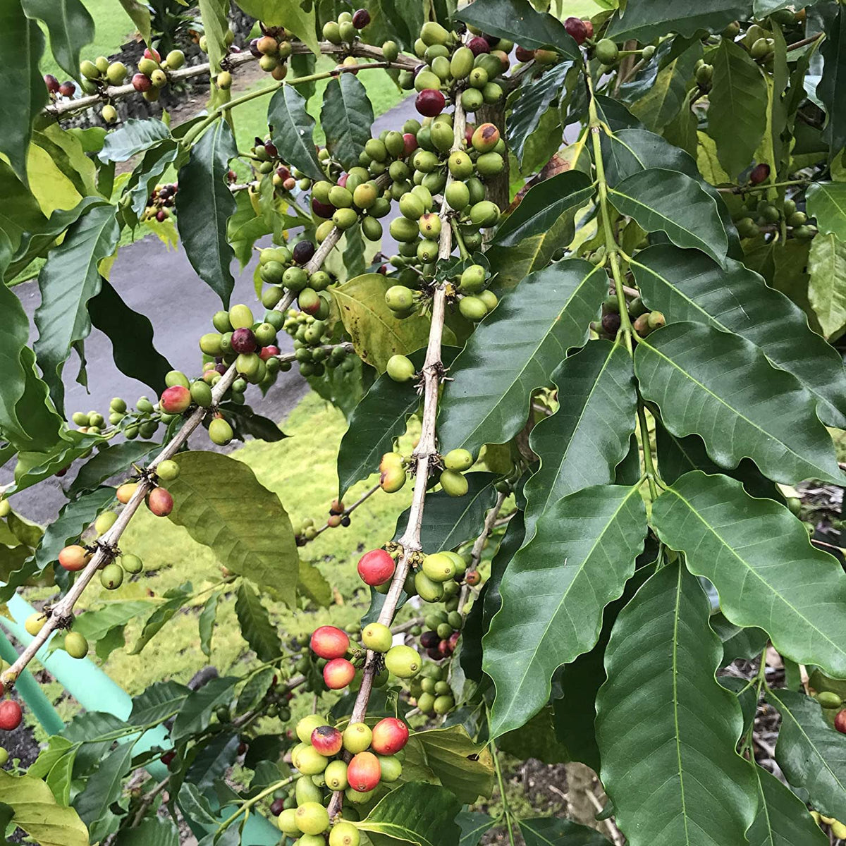 River Moon Coffee 60007 46306