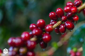 Honduras - Finca El Conejo