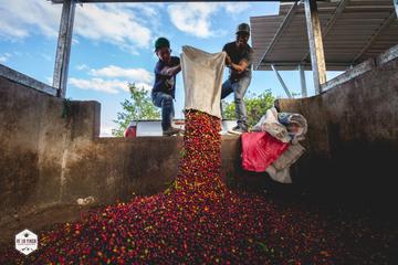 Honduras - Finca El Conejo