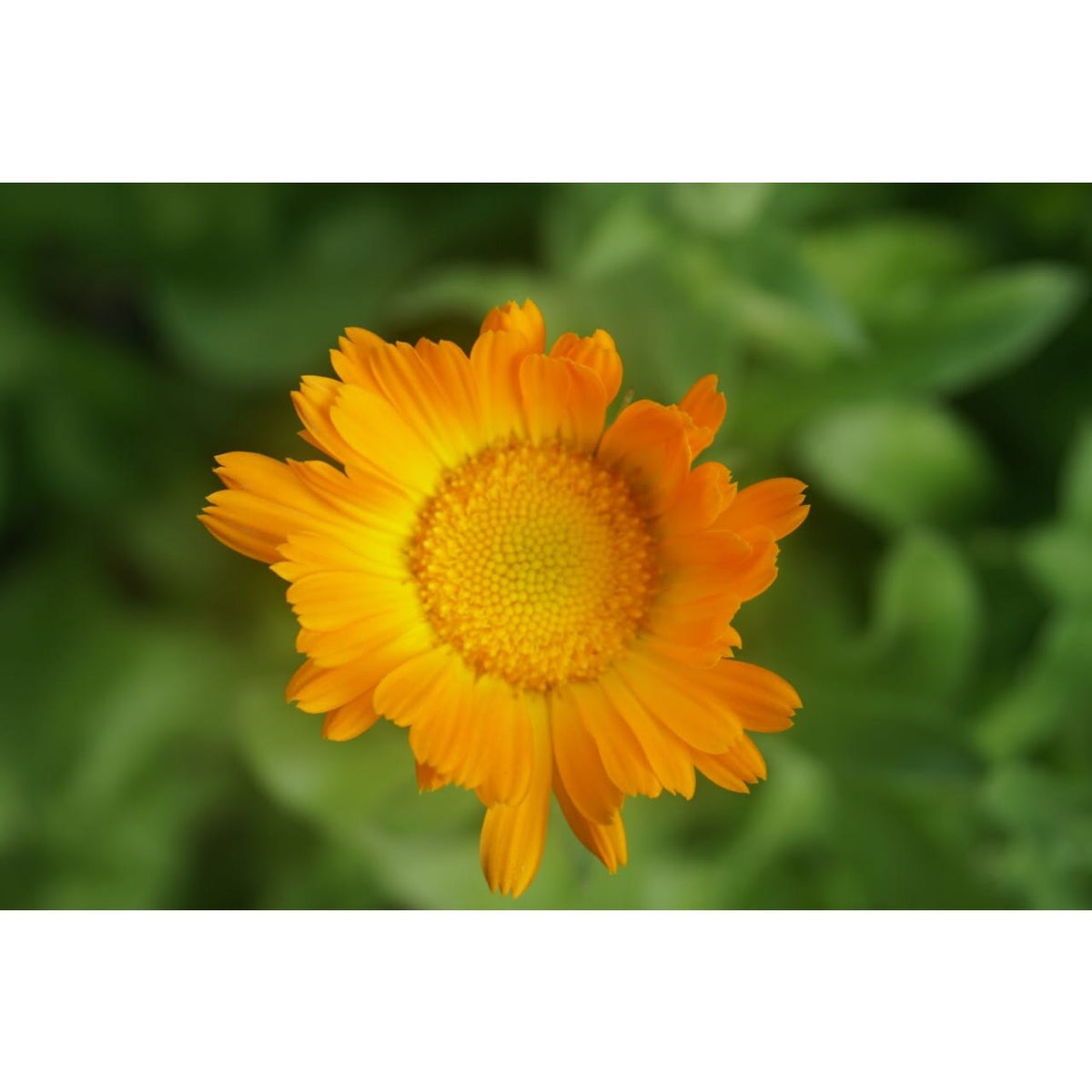 Dried Organic Calendula Flowers