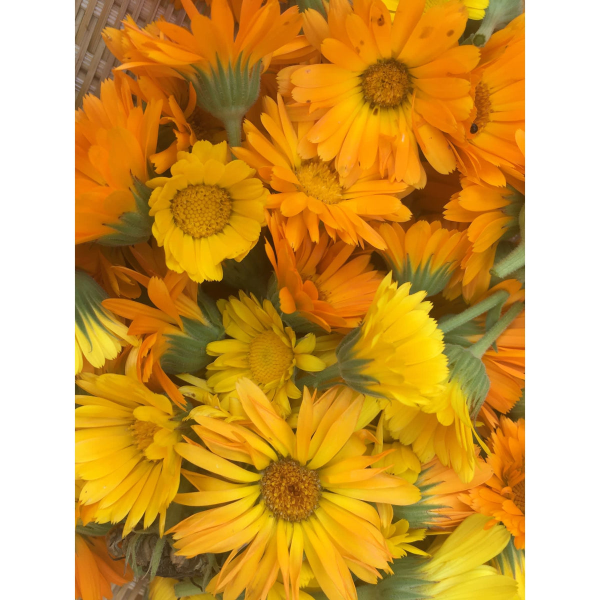Dried Organic Calendula Flowers