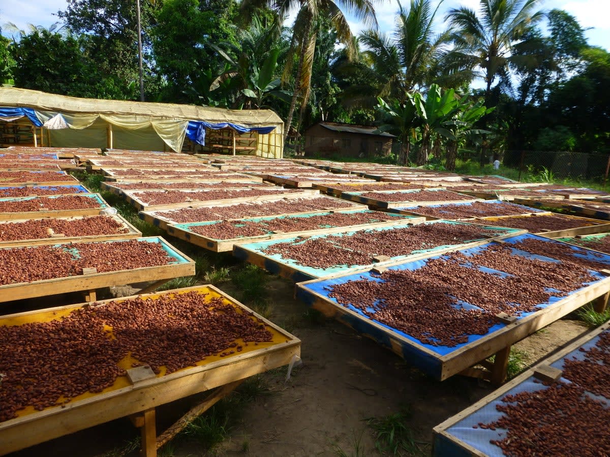 Kokoa Kamili Tanzania - 77% Dark Chocolate 10