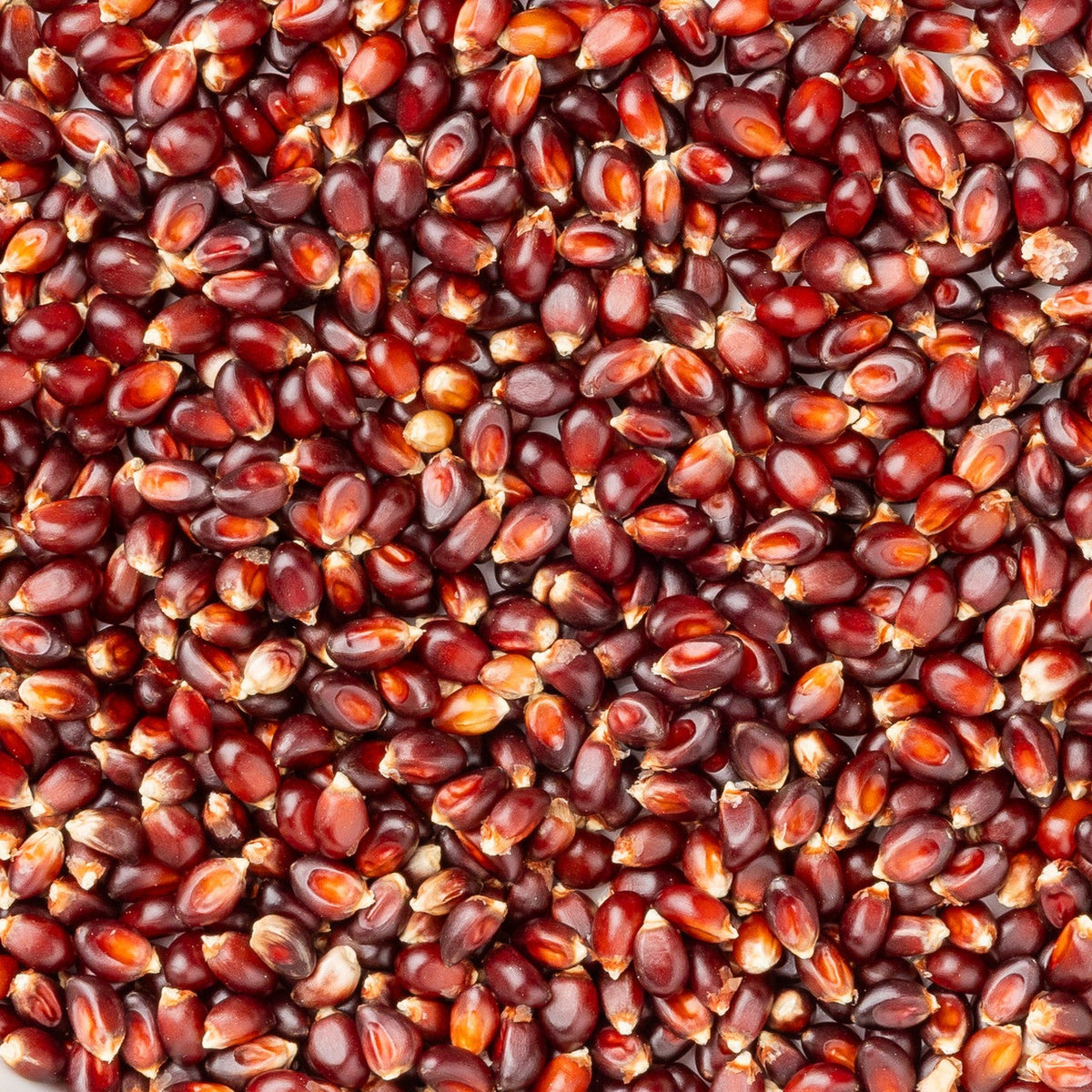 Close-up of unpopped Amish Country Red popcorn kernels, deep red with pale tips