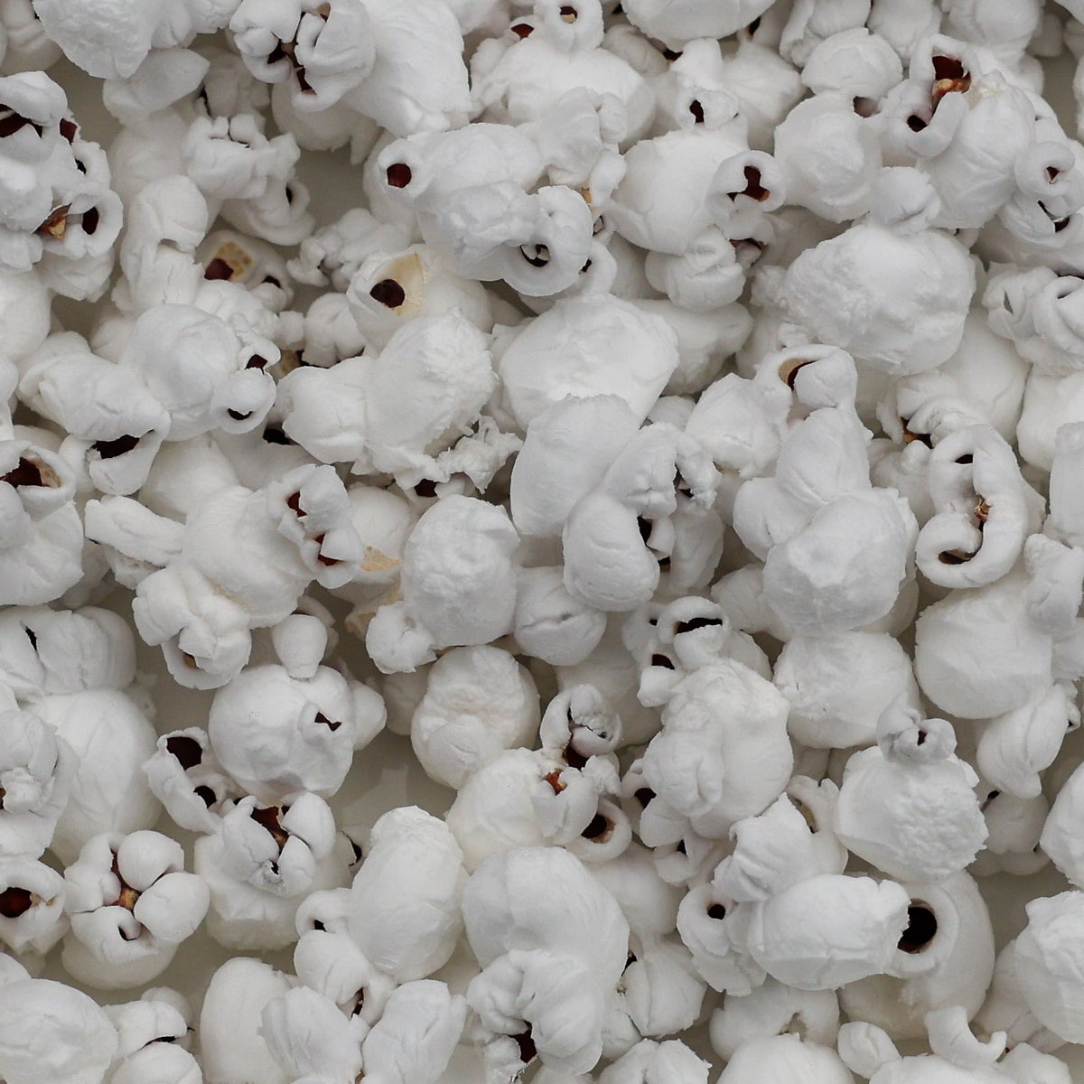 Close-up of popped Amish Country Red popcorn: white popcorn with small red hull flecks