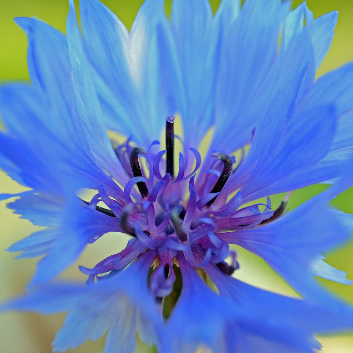 Royal Earl Grey Tea (Blue Flower) ECTea11