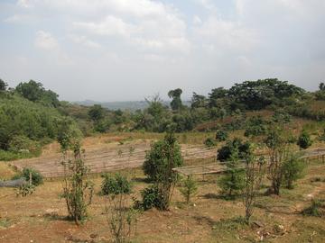 Ethiopia - Two Brothers Natural