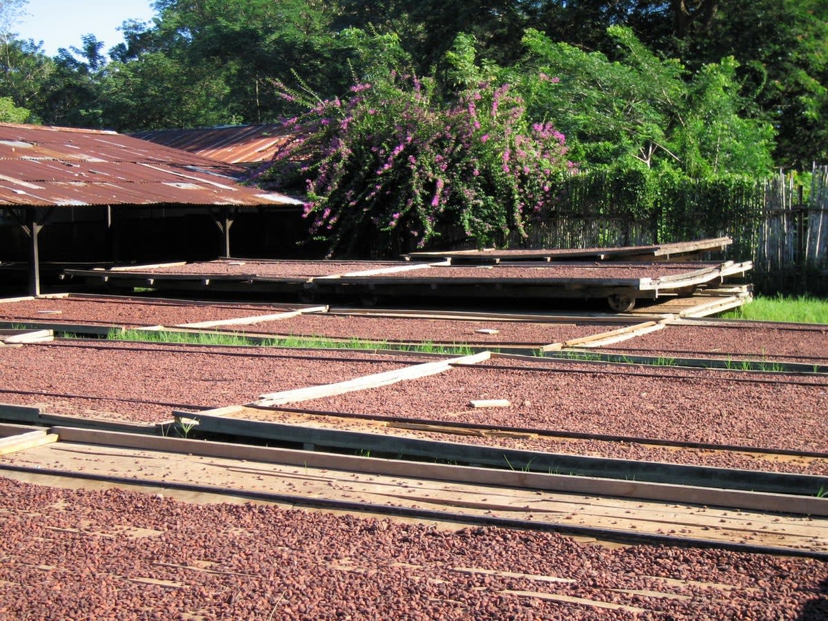 Bejofo Estate Madagascar - 64% Dark Milk Chocolate 3