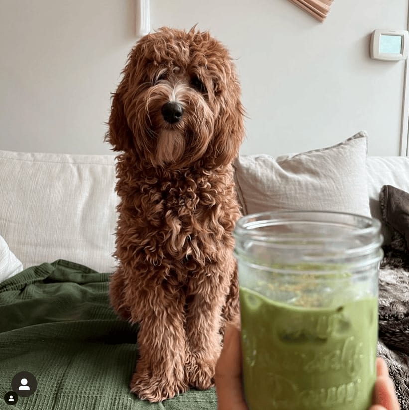 Wonder Matcha - Lightly Sweetened