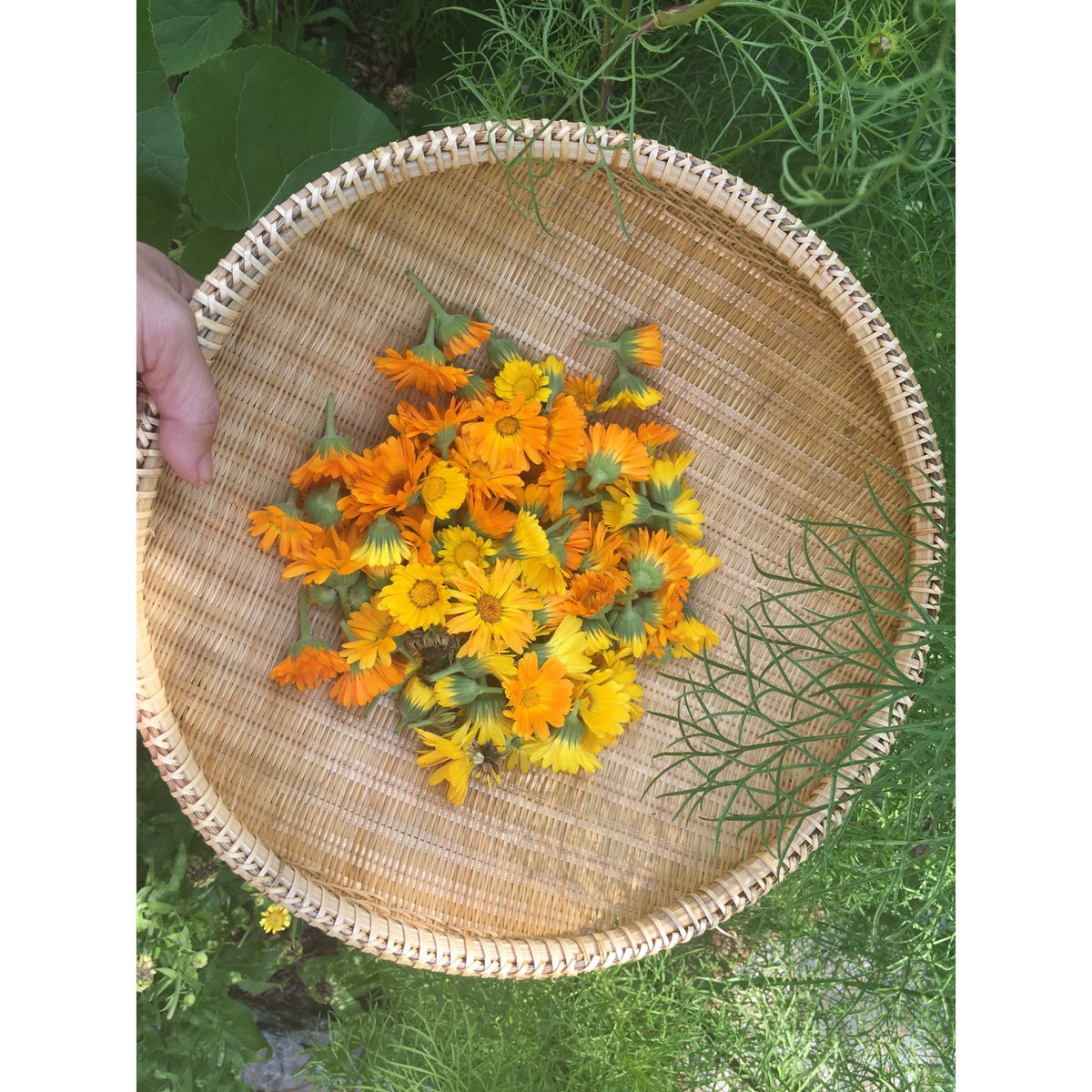 Dried Organic Calendula Flowers
