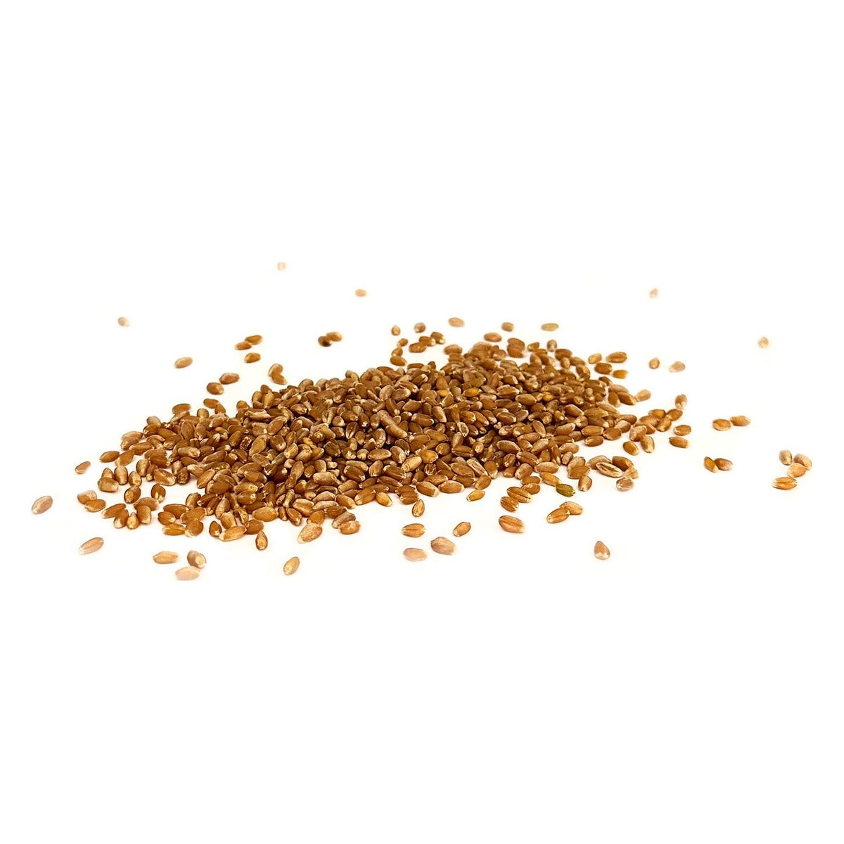 Close-up of 1000 Springs Mill Organic Hard Red Spring Wheat Berries as it comes out of the package