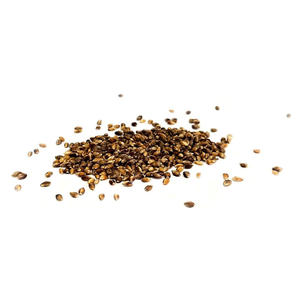 Close-up of 1000 Springs Mill Organic Purple Barley as it comes out of the package