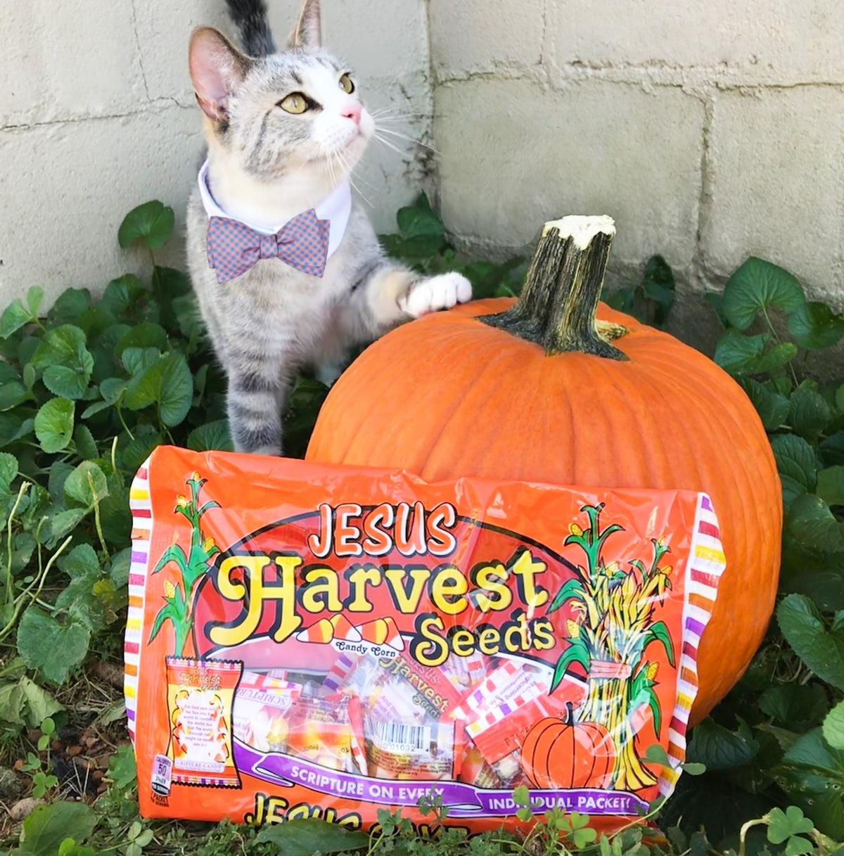 Scripture Candy Jesus Harvest Seeds Candy Corn shown in use
