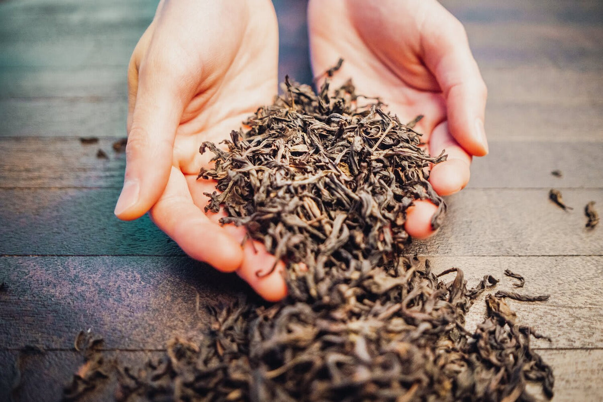 Western Immortal Oolong Tea - 1 oz, Organic Big Red Robe