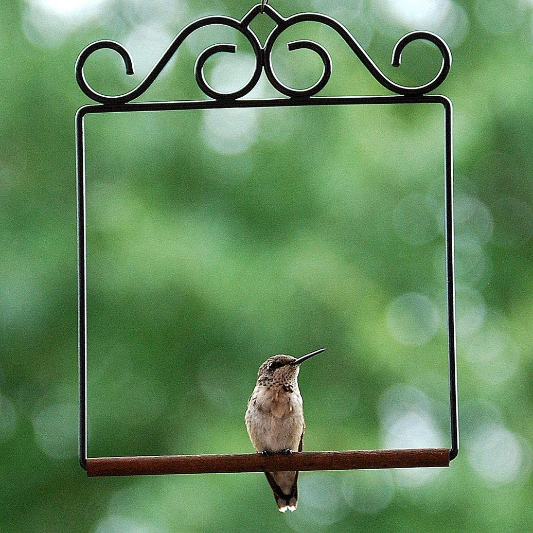 Balançoire noire originale Colibri 