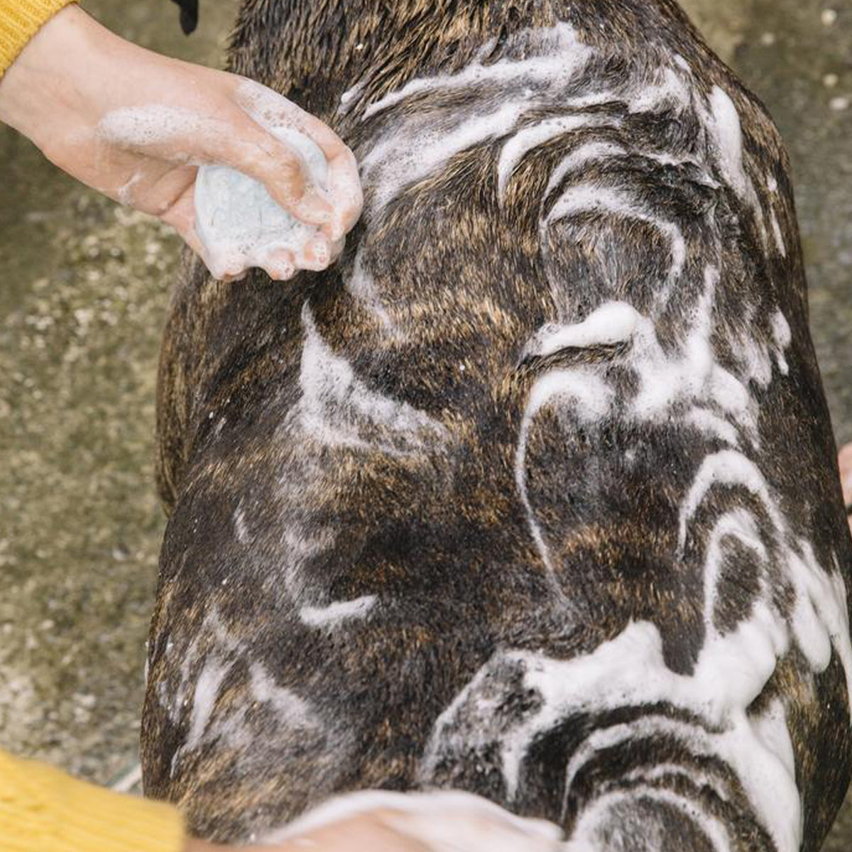 Shampoing en barre Bow Wow pour chiens