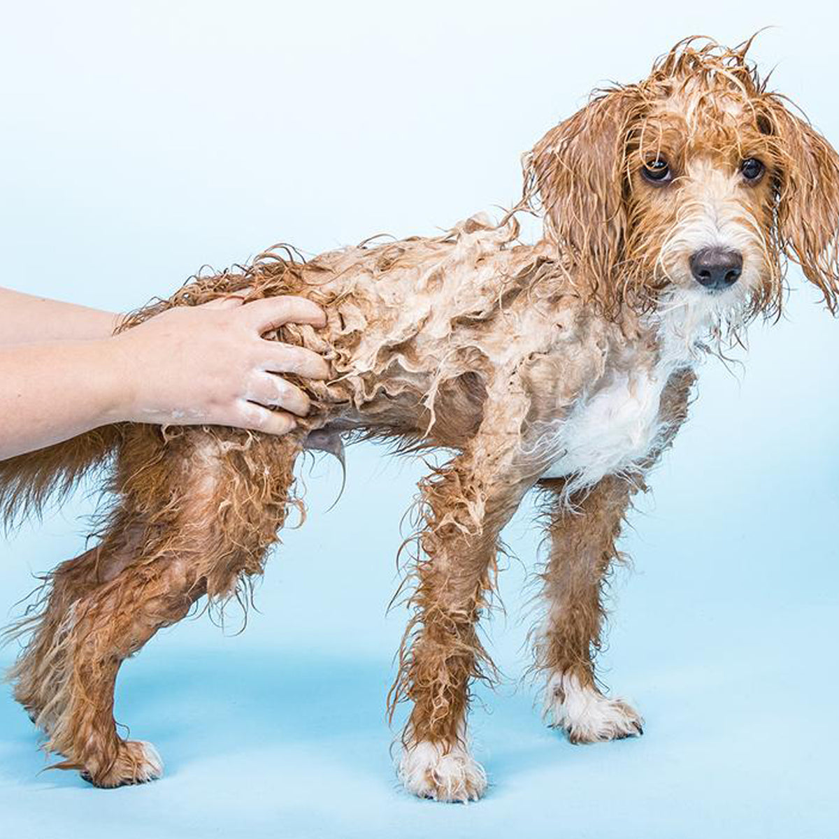 Shampoing en barre Bow Wow pour chiens