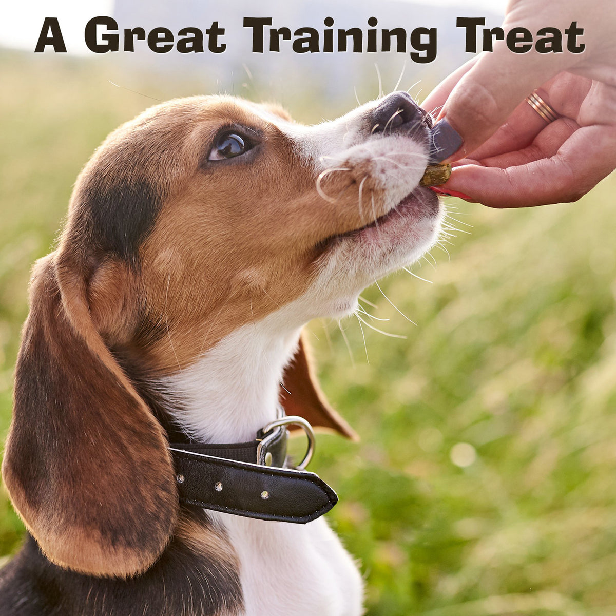 Gâteries pour chiens Jerky Jibbs